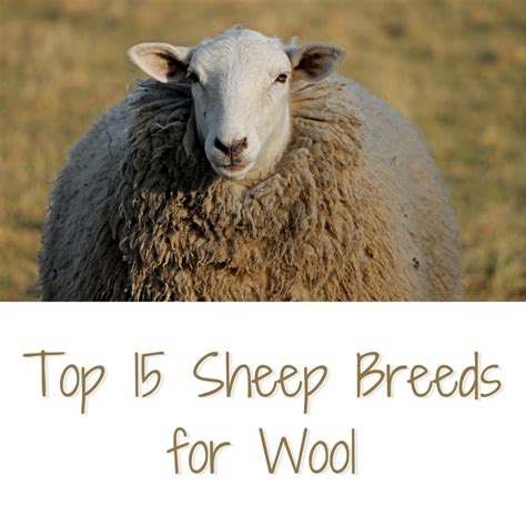 Top 15 Sheep Breeds for Wool - PetHelpful