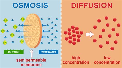 Main Difference Between Osmosis and Diffusion in Biology | YourDictionary