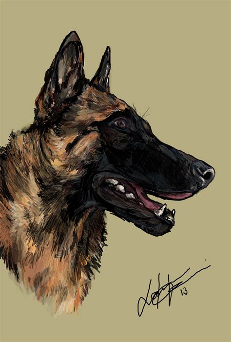 Belgian Malinois Drawing