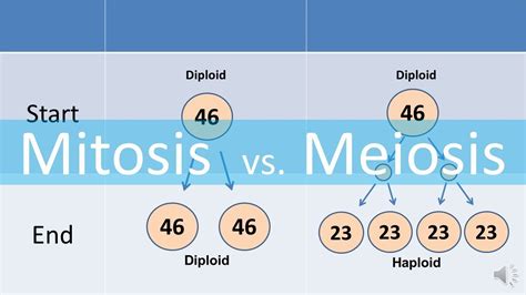 Mitosis Compared To Meiosis Meiosis is a form of cell division that ...