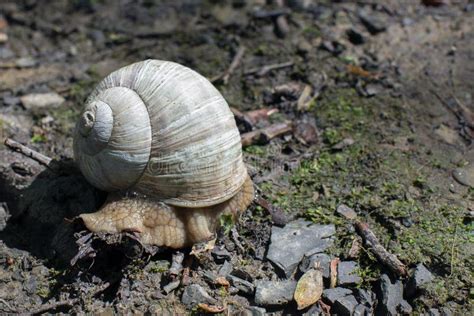 Garden Snail Natural Habitat Stock Images - Download 101 Royalty Free ...