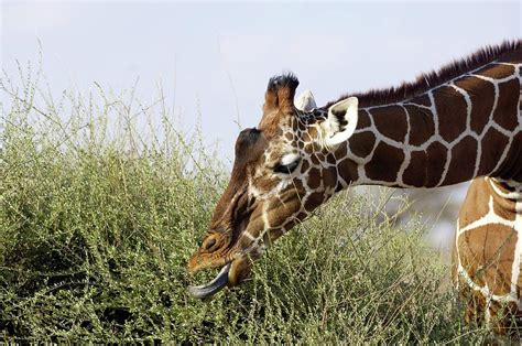 Giraffe Feeding Photograph by Dr P. Marazzi/science Photo Library