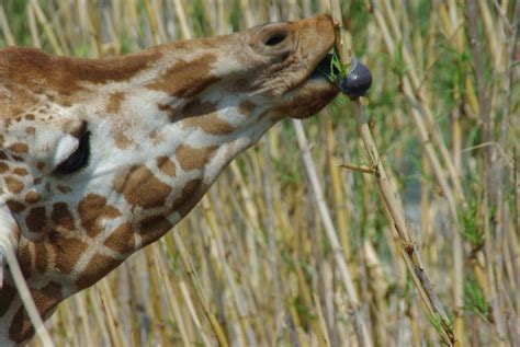 Giraffe Feeding 1 Photograph by Robyn Stacey - Fine Art America