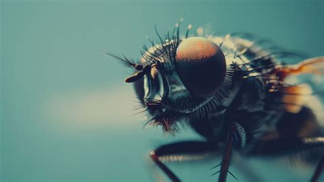 Fly Wallpaper (Macro, Detailed) #4496