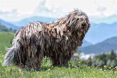 Bergamasco Sheepdog Dog Breed Information