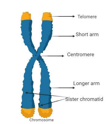 Diagram Of Chromosome Structure