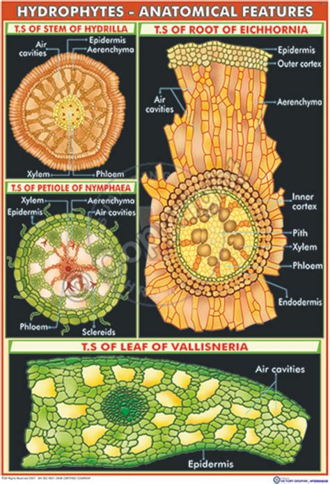 Victory Graphik | B-57 Hydrophytes Anatomical Features