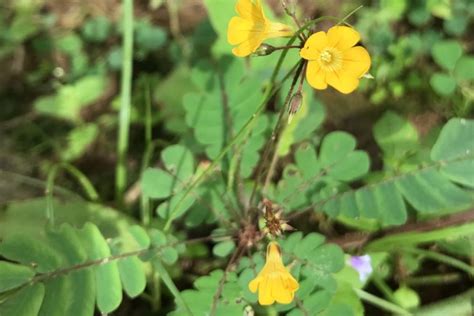 Forests that heal: Medicinal plants as an ecosystem service