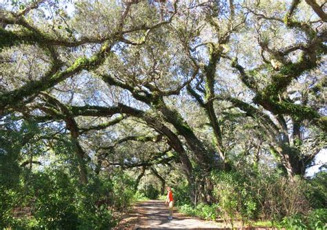 Florida birding trail: Handy site helps you spot wildlife as you explore