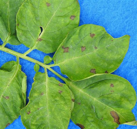 Early blight on potatoes | Vegetable Pathology – Long Island ...