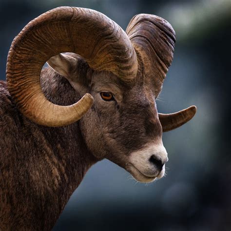 Big Horn Sheep | Big Horn Sheep inside Glacier National Park… | Jeremy ...