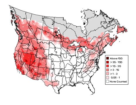 Common Raven : Minnesota Breeding Bird Atlas