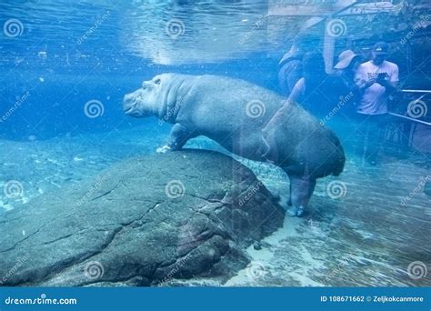 Large Hippo Underwater In San Diego Zoo Animal Habitat Enclosure ...