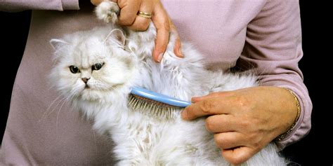 The Ultimate Persian Cat Grooming Guide - All About Cats