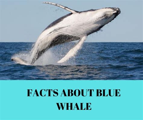 Facts about blue whale - Remember Animals