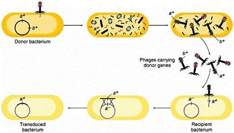 The mechanism of generalized transduction (***) | Download Scientific ...