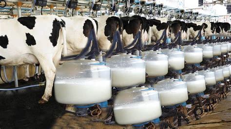 Dairying : Management of animals for milk and its products Lactation