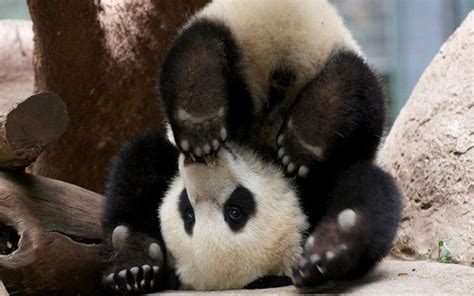 40 Baby Panda Photos : Freakify.com