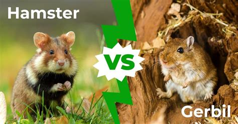 Hamster vs Gerbil: 4 Key Differences Explained - A-Z Animals