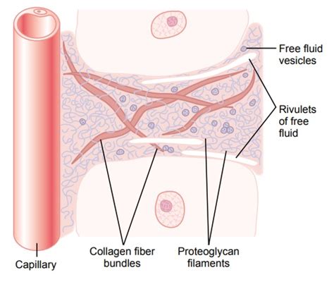 The Interstitium and Interstitial Fluid