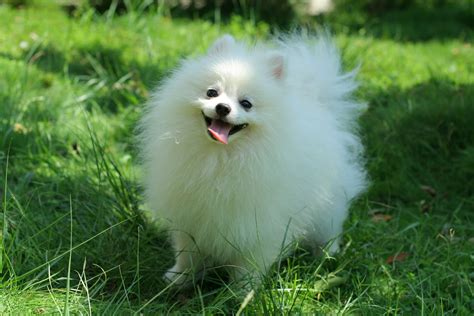 Cute Dogs: Pomeranian dog