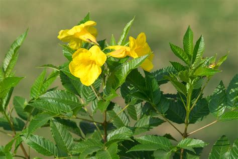 Native Texas Flowers Perennials : Round Top's Native Texas Plants ...