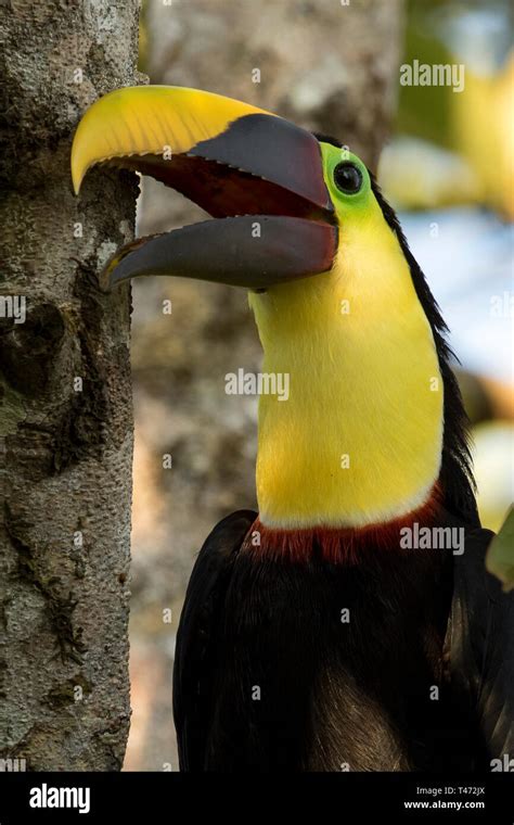 Toucan Costa Rica, Chestnut Mandibled Toucan, Drake Bay, Osa Peninsula ...