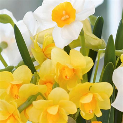 Paperwhite Narcissus Arrangement | Bloom UK