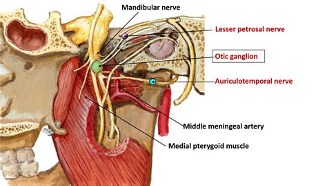 Otic Ganglion – Anatomy QA