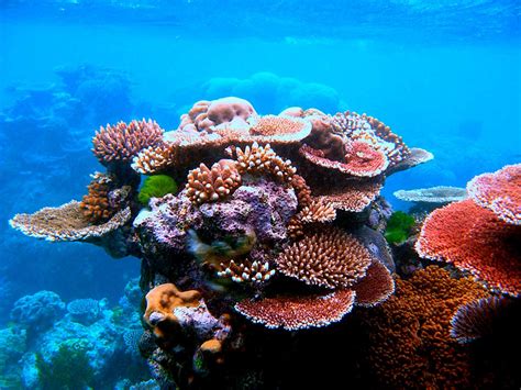 Great Barrier Reef Marine Park | National Museum of Australia