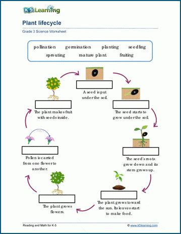 Plant Life cycles Worksheets | K5 Learning