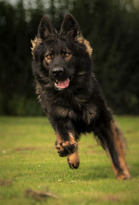 Black sable Long coat GSD | German shepherd puppies, German sheperd ...