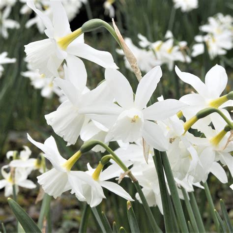 Stunning Pure White Narcissus Bulbs for Sale Online | Thalia – Easy To ...