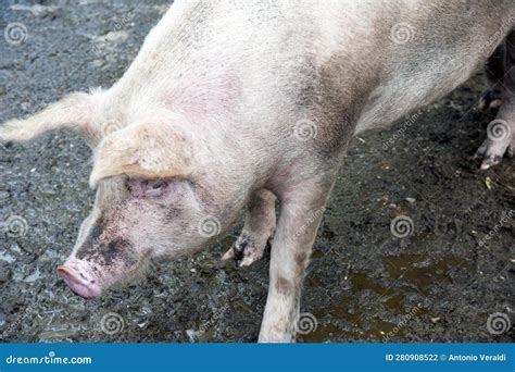 One of the Pigs in the Pigsty. Stock Photo - Image of mammal, eyes ...