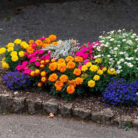 Three different cultivars of marigolds join with blue lobelia ...