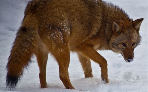 Wolf-dog-coyote hybrids taking over Eastern U.S. | Science | AAAS