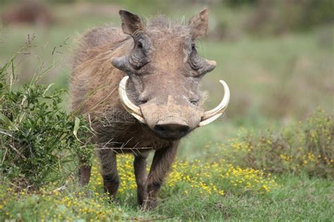 A warthog with big tusks. A huge warthog (Pumba) with big tusks in Addo ...