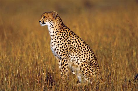 Cheetah | Description, Speed, Habitat, Diet, Cubs, & Facts | Britannica