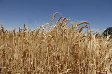 Barley production - effect of weather damage on quality and varietal ...