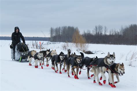 How Many Dogs Died In The Iditarod Race 2018