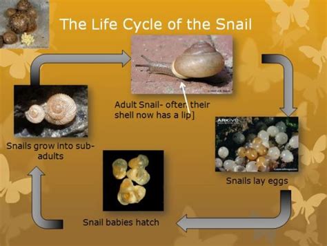 Life Cycle Of Snail