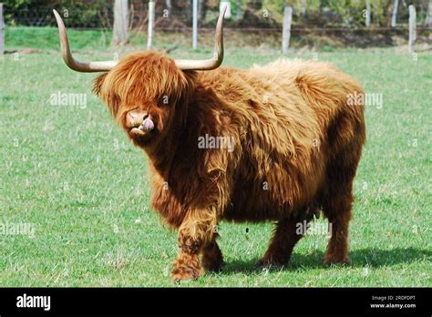 Scottish Highland cattle Stock Photo - Alamy