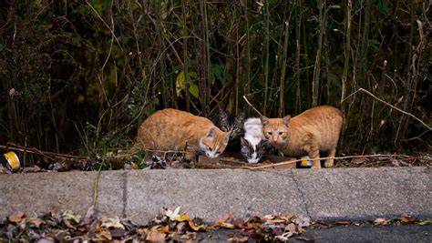 How to stop feral cat colonies without killing hundreds of cats