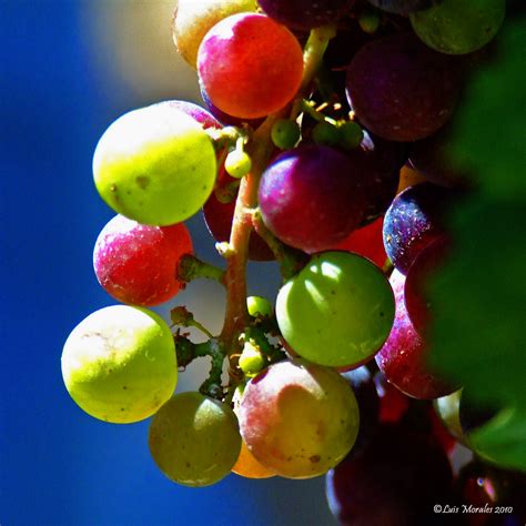 Fruit of the Vine | Shutterbug