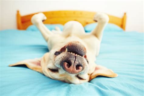 43 Dog Sleeping Puns and Snoozy Sayings - Great Pet Living