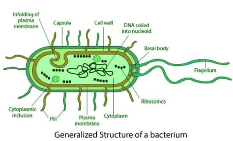 Bacteria Cell Structure