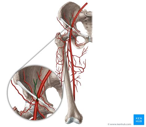 Superficial epigastric artery: Anatomy, branches, supply | Kenhub