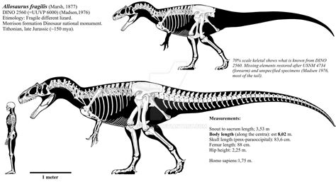 Allosaurus fragilis skeletal (DINO 2560). by Franoys on DeviantArt