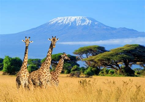 The Beginner's Guide to Climbing Mount Kilimanjaro