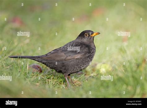 Male Common Blackbird on lawn Stock Photo - Alamy